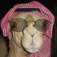 User profile picture